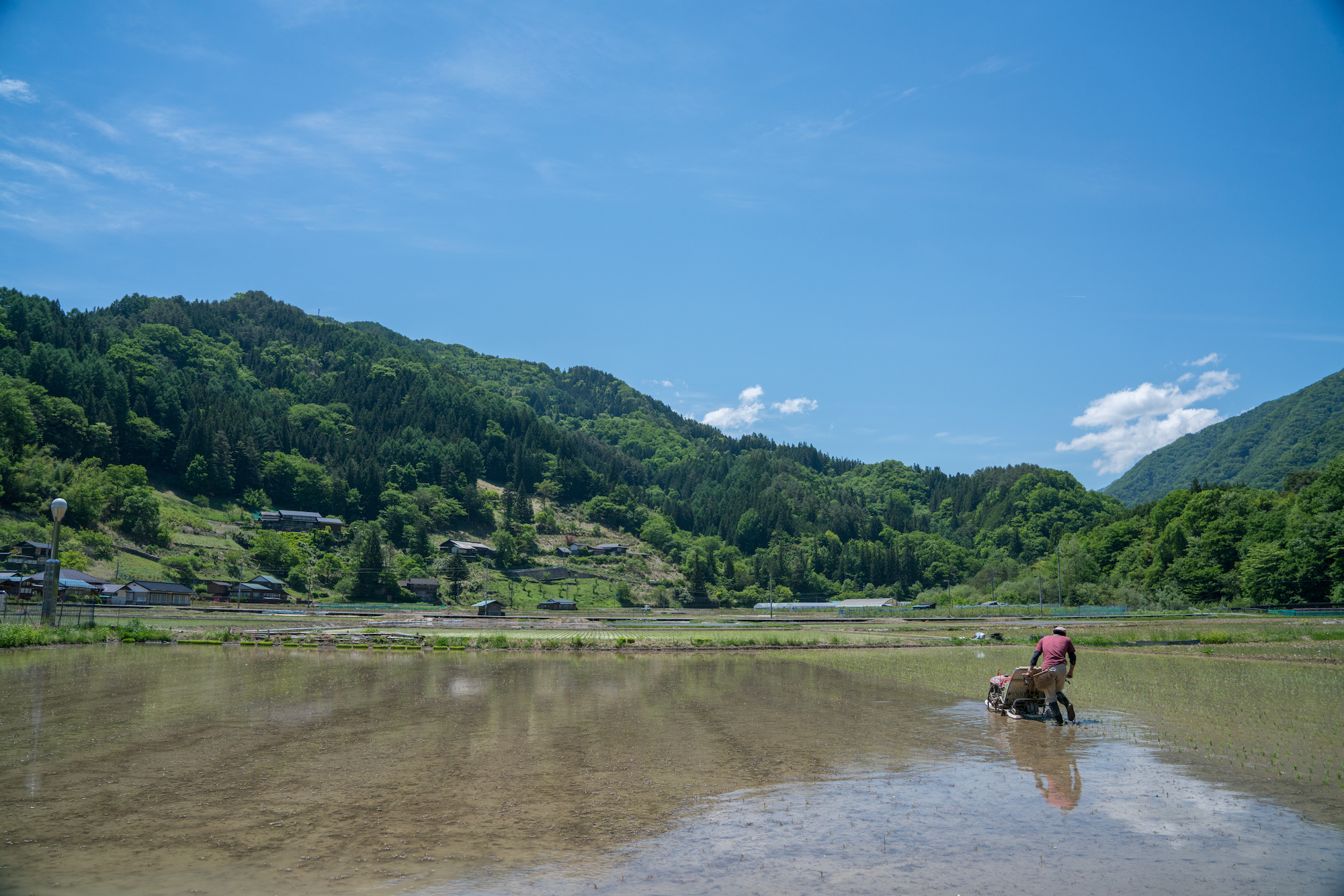 田植え