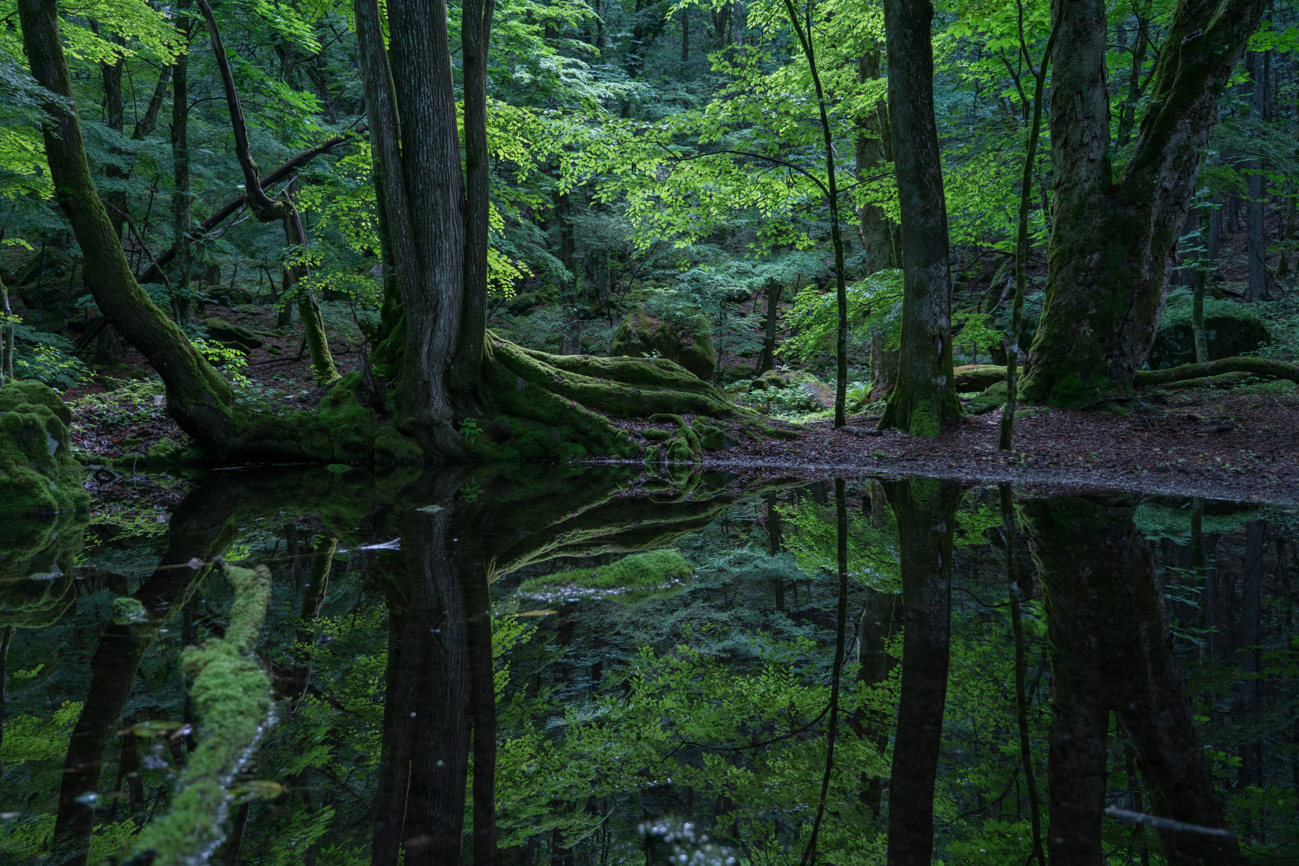 野が池