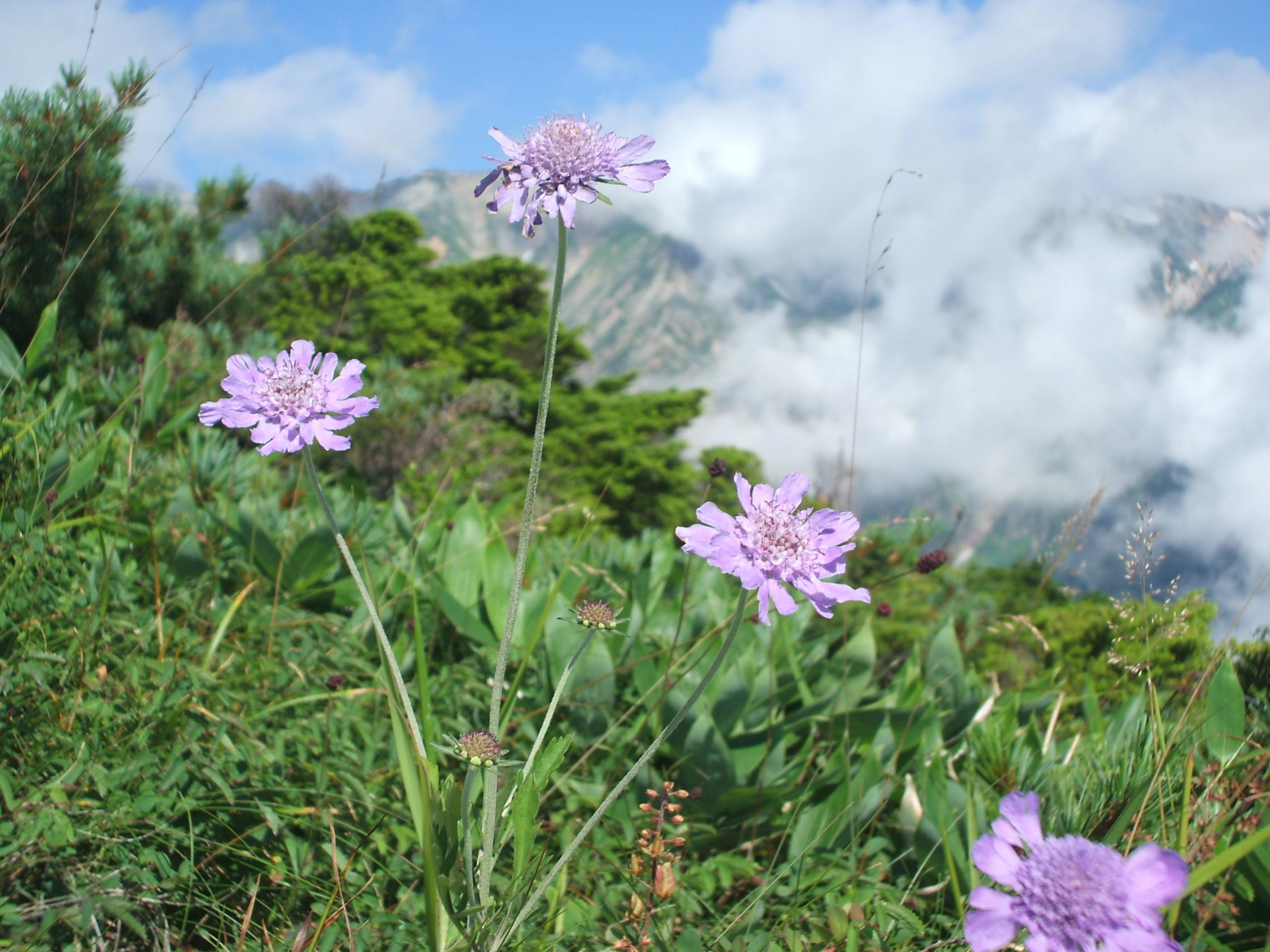 高山に咲く花