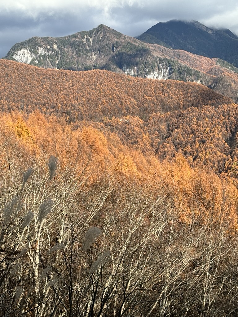 紅葉