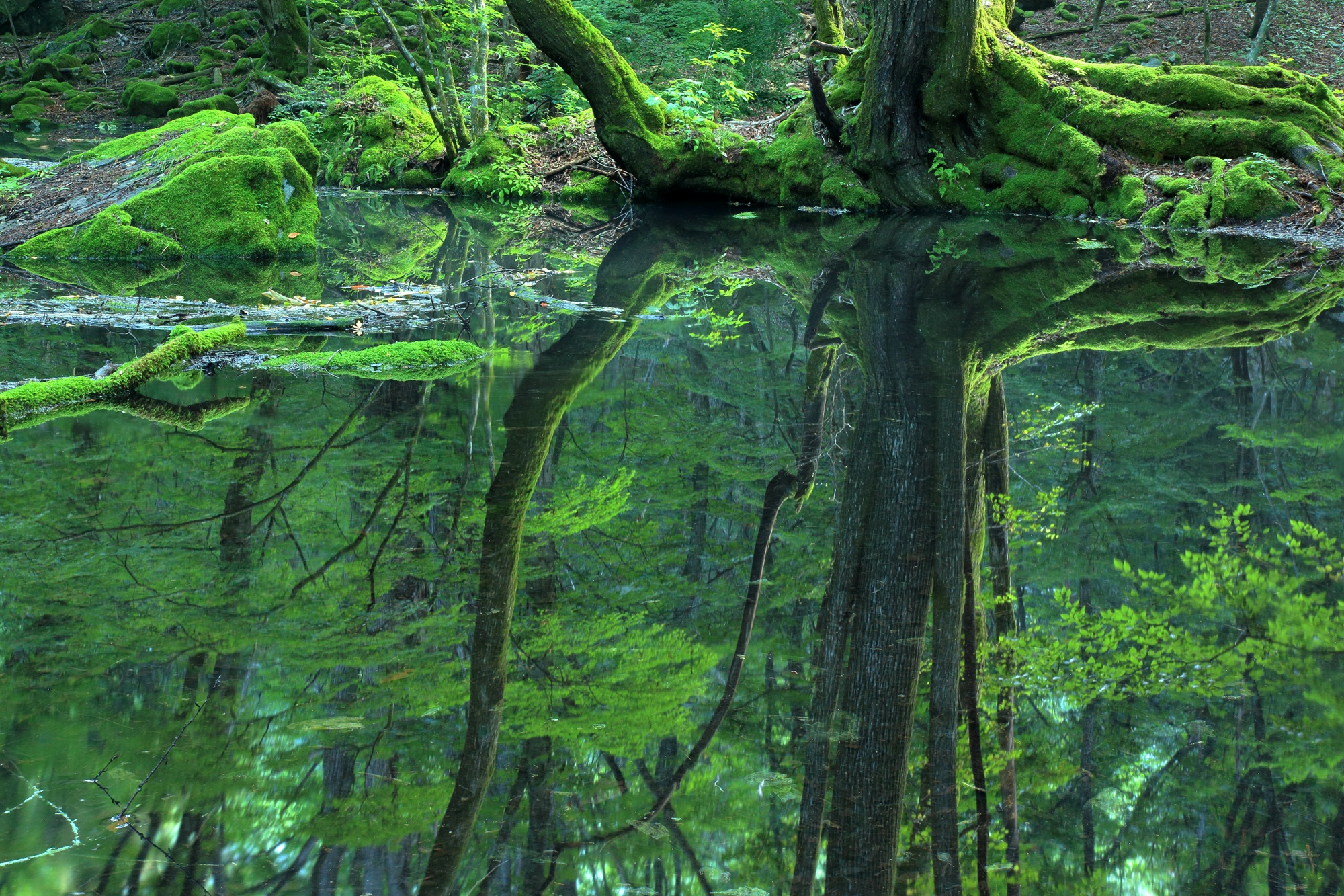 第8回フォトコンテスト入賞作品「清涼」