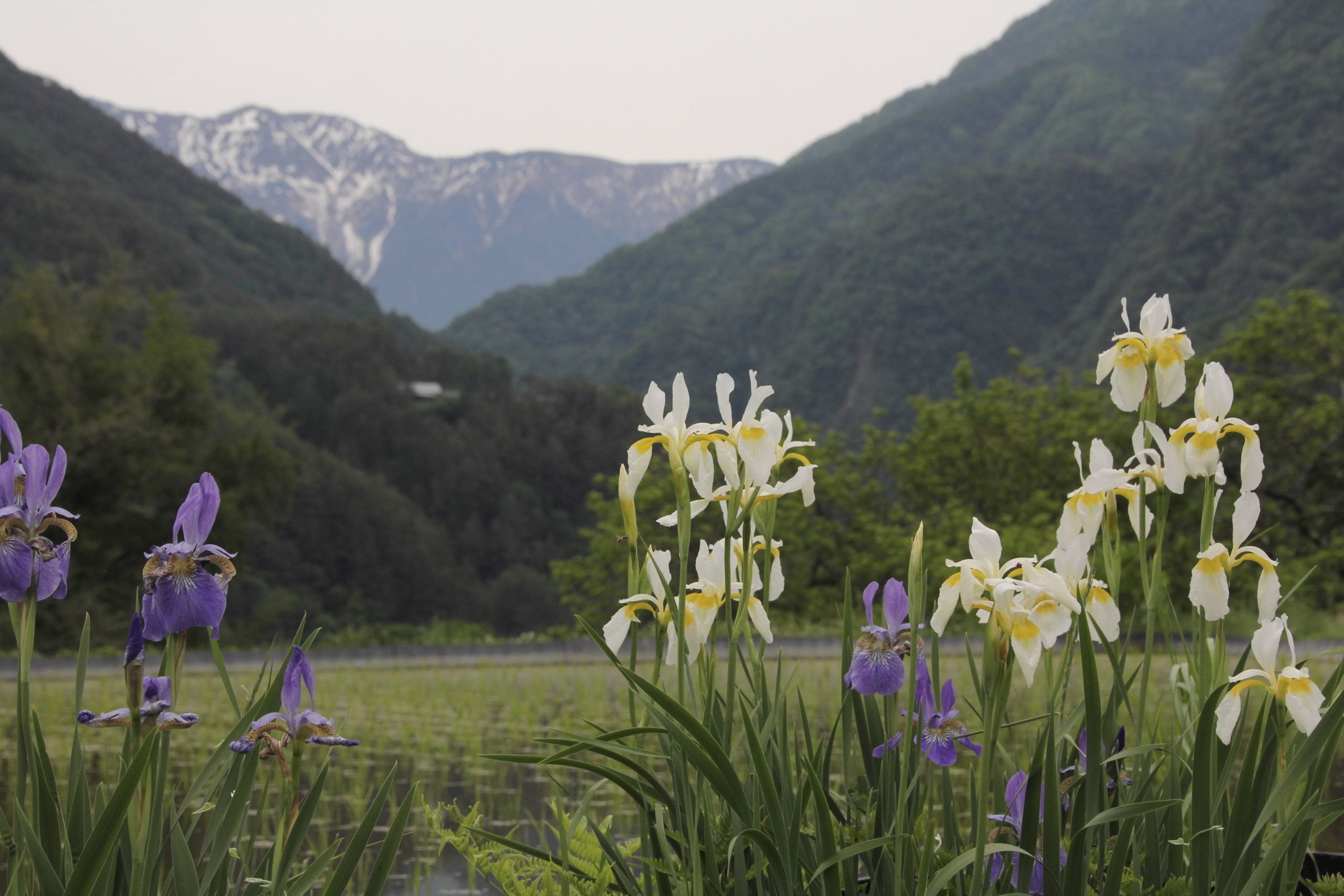 第7回フォトコンテスト入賞作品「田植えもすんで」