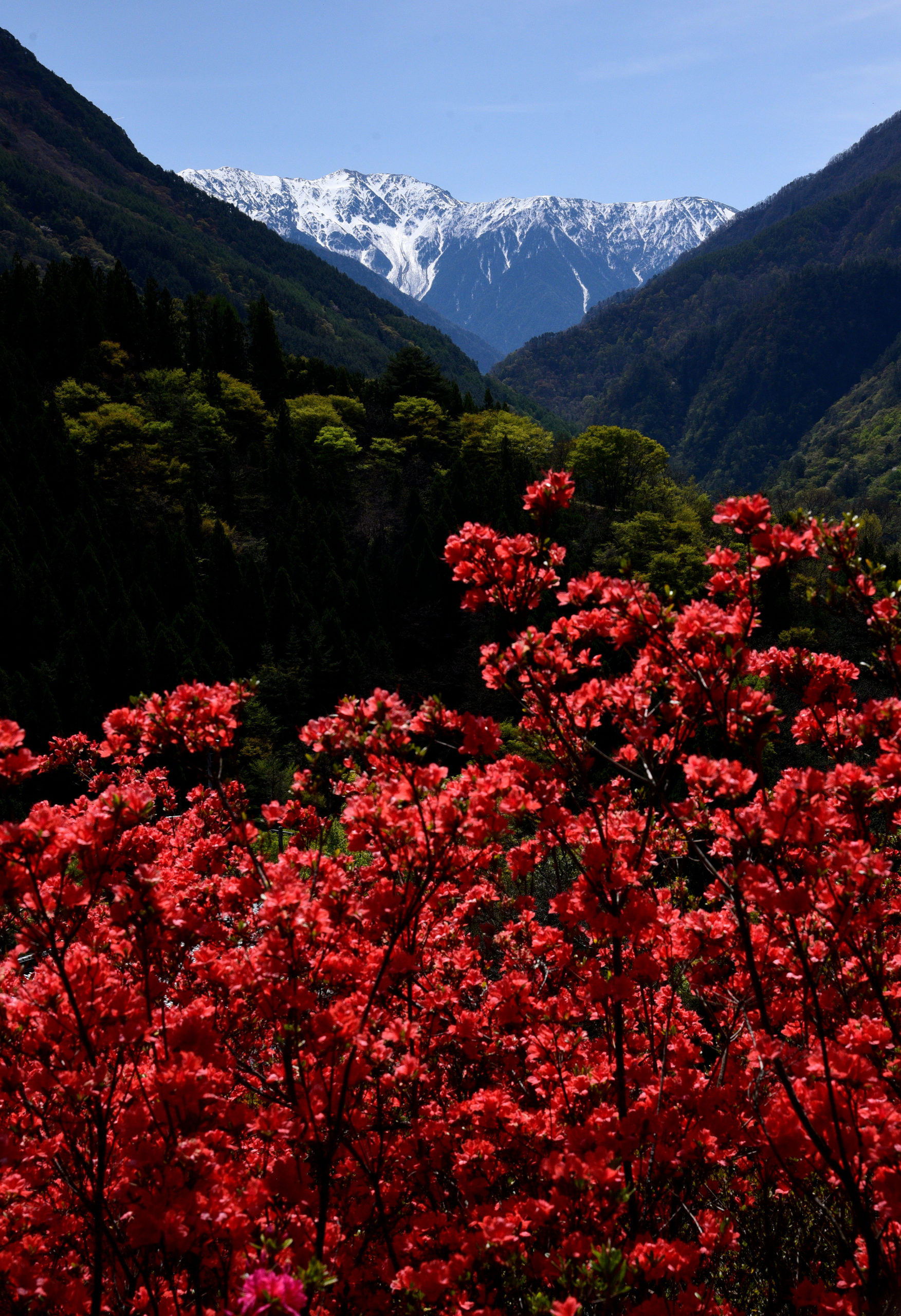 第8回フォトコンテスト入賞作品「ツツジと赤石岳」